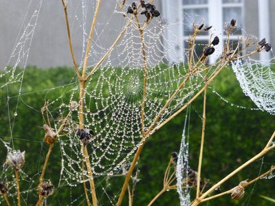Dewdrop autumn mood spin