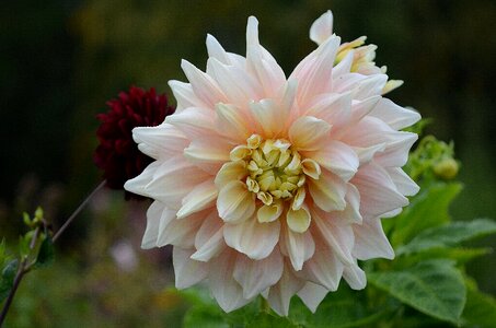 Nature garden macro