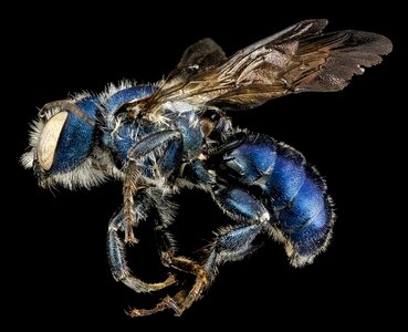 Blue nature osmia chalybea photo