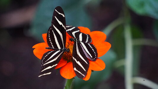 Close up of Two Black and White Butterflies on Orange Flower photo