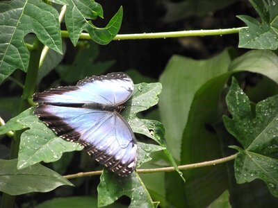 Wildlife bug bright