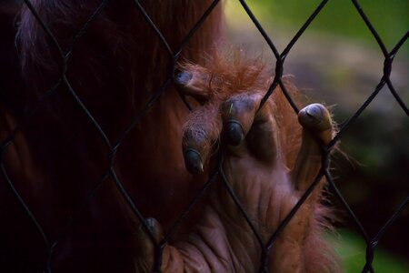Ape mammal fur
