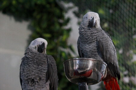 Gray Birds Couple