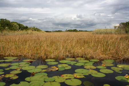 Landscape with reeds with pond and Lily Pads photo