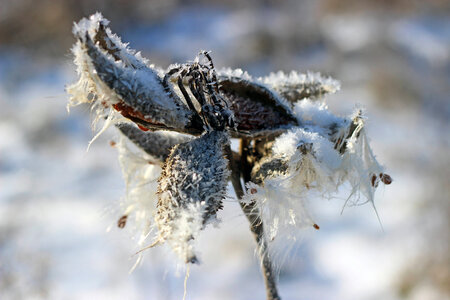 Frosty Milkweed seed pods