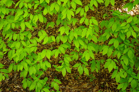 green leaf photo