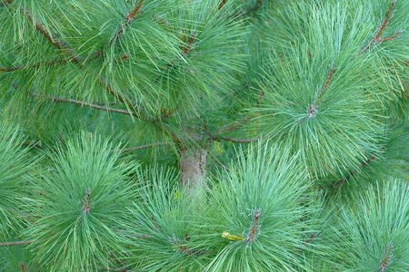 Branch conifer conifers photo