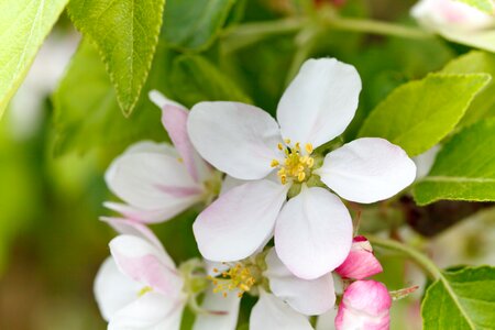 Blossom close-up color photo