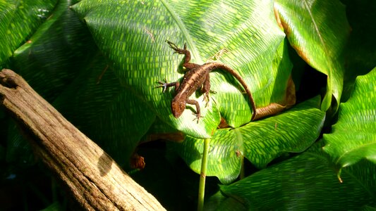 Tropical vegetation flora green