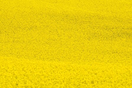 Agriculture beautiful flowers biology
