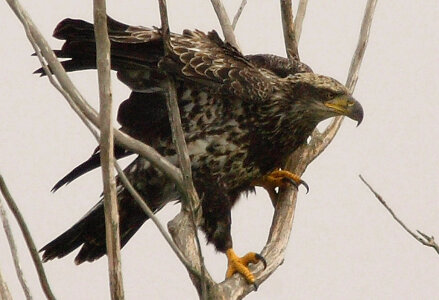 Immature Bald eagle-2 photo