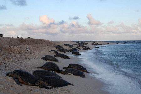 Green Sea Turtles