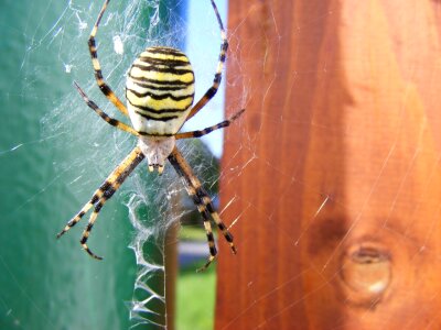 Animal orb-web spider wildlife photo