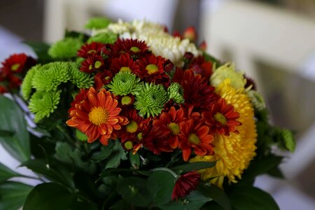 Bouquet chrysanthemum close-up photo