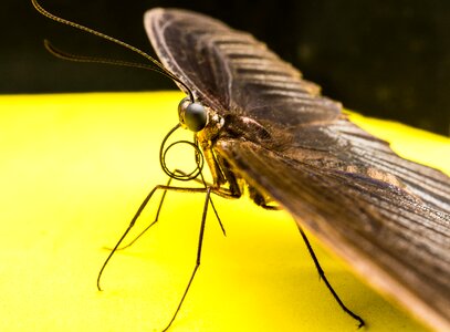 Butterfly insect Free photos