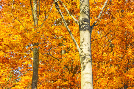 Trees in Autumn photo