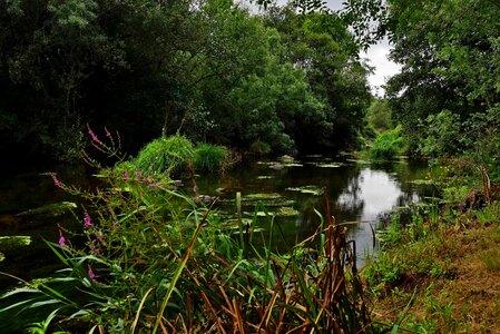 Environment forest garden