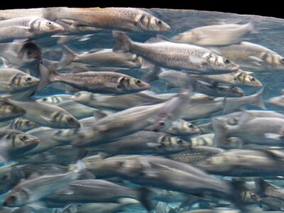 Sardines aquarium fish swarm