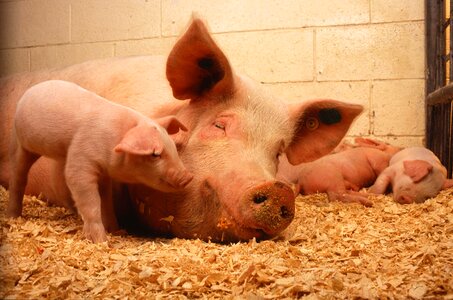 Fauna pork livestock