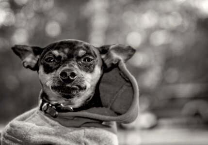 Miniature pinscher canine puppy photo