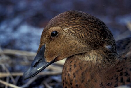 Bird female king