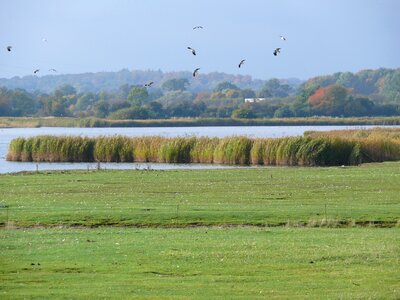Wetland landscape nature