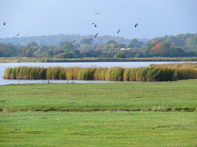 Wetland landscape nature photo