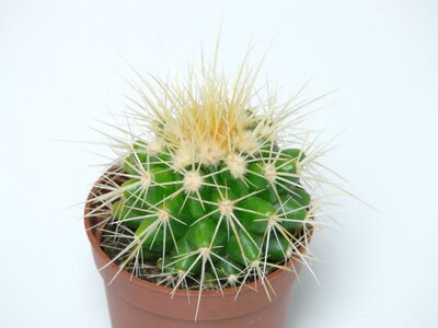 Echinocactus spur prickly photo