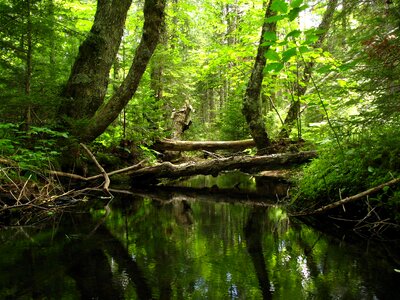 Nature water green photo