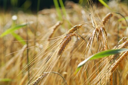 Wheat field grain cornfield photo