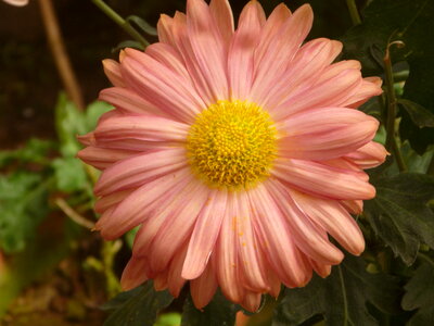 Lovely Flower