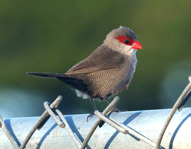 Common Waxbill