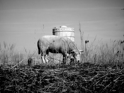 Water tower grass gray grass