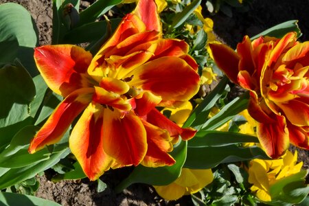Blossom nature tulip