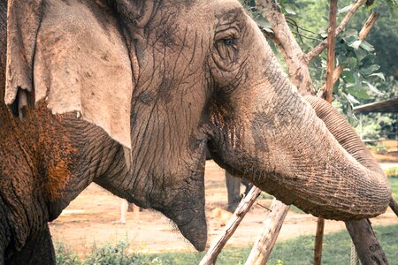 Thai Elephant photo