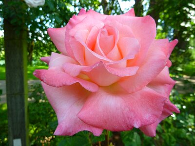 Flower nature macro
