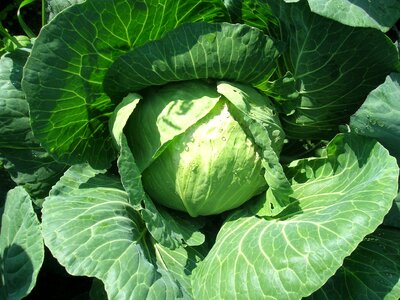 Cabbage diet food