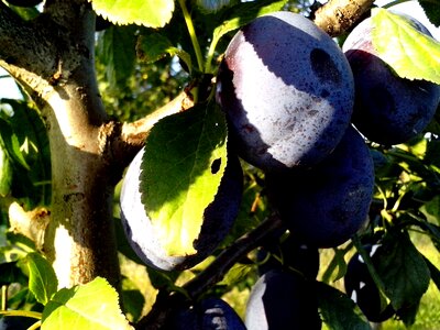 Fruit organic tree