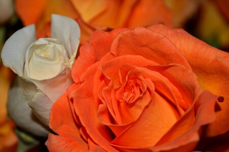Floral plants natural