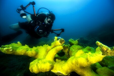 Water underwater coral photo