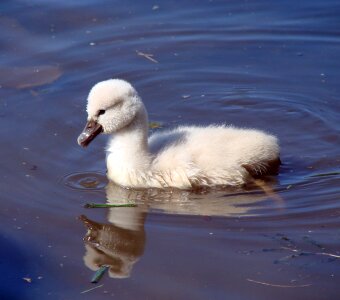 Nature water lake photo