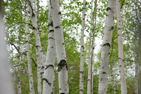 White Birch Trees photo
