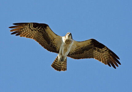 Osprey flying in the air photo