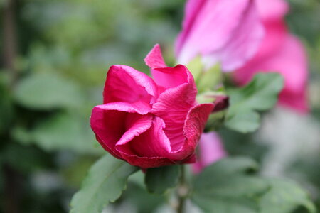 Closed flower head of a pink rose photo