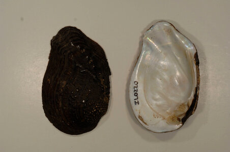 Tritogonia verrucosa