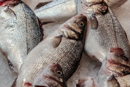 Fish seafood eating