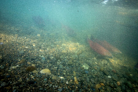Chinook salmon migrating-1