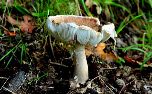 Flora fungus grass