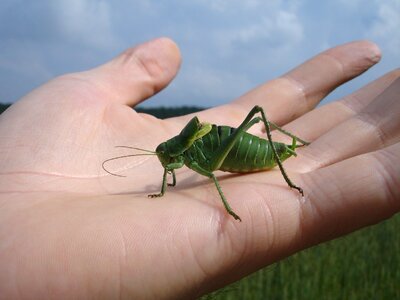 Insect animal creature photo