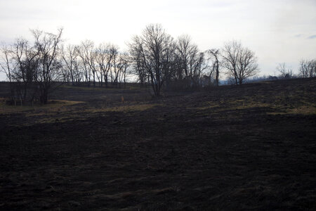 Prescribed burn area